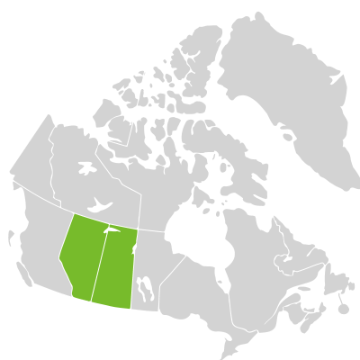 Distribution: Potentilla concinna Richardson var. concinna