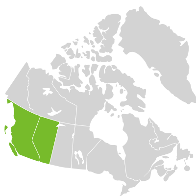 Distribution: Potentilla drummondii Lehmann
